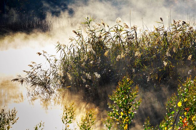 Fog with sun light at frosty morning on the river