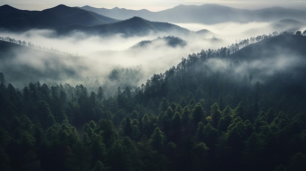 Fogged pine forests bird eye view generative ai