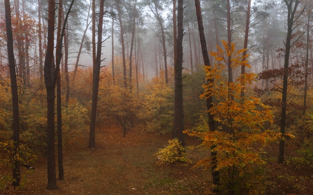 Foggy Autumn Deciduous Forest. Beautiful colorful dense forest early in the morning