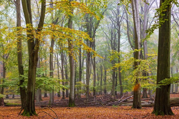 Foresta fogliare di autunno nebbioso nella penombra