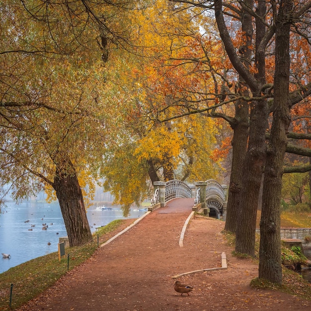 州立博物館保護区ガッチナの霧の秋の風景 公園と古い石造りの橋の霧の秋の景色 広場の景色