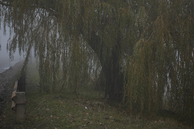 写真 霧の秋の風景で前面に木と草が描かれています