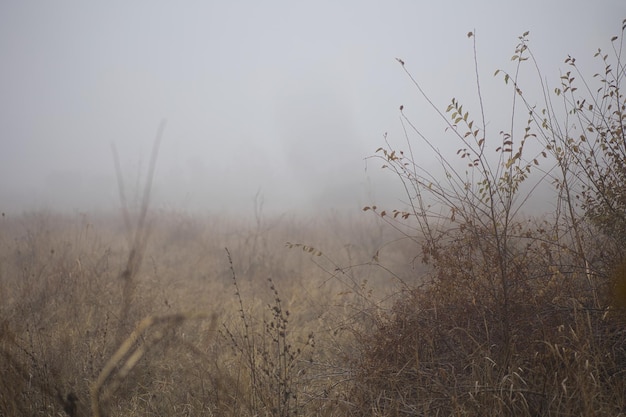 写真 霧の秋の風景で前面に木と草が描かれています