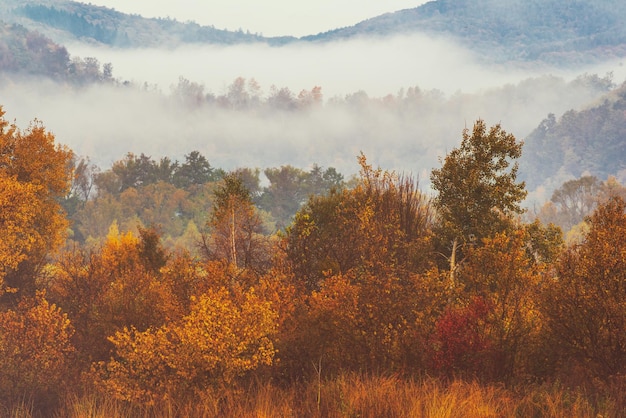 Foggy autumn landscape
