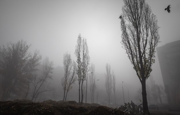 Туманное осеннее утро в городе