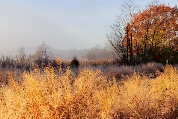 Foggy autumn morning over small Autumn fog river yellow leaves