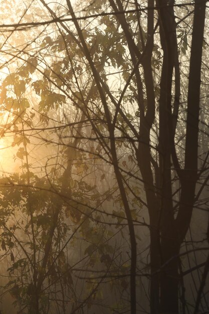 Foggy autumn morning with trees silhouettes