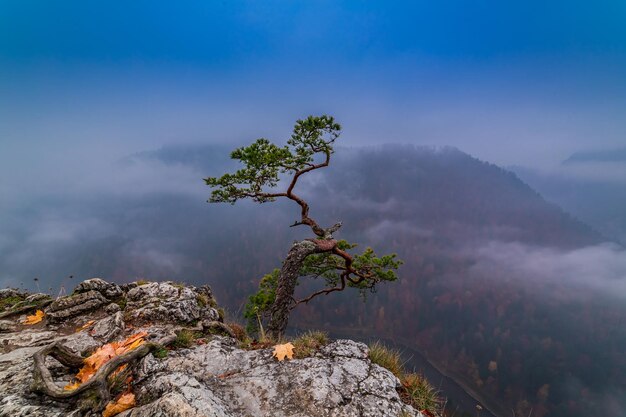 Foggy dawn at Sokolica peak in Pieniny mountains Poland