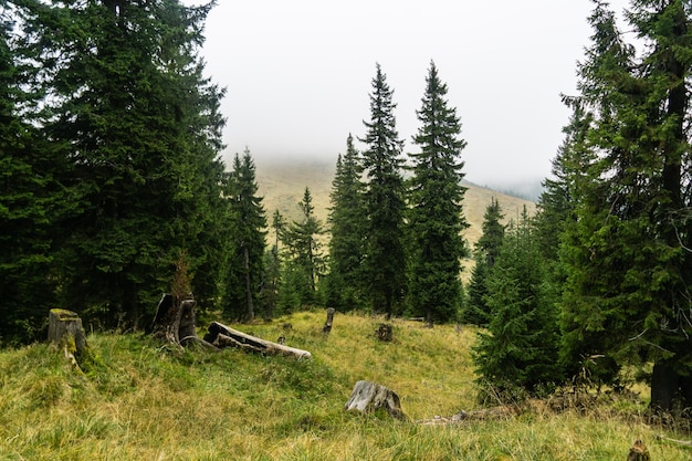 Foggy day in the autumn mountains