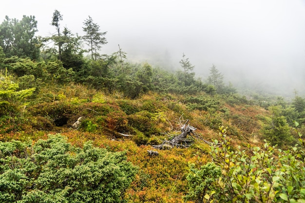 Foggy day in the autumn mountains