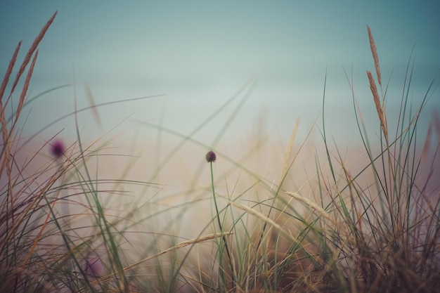 Foggy day on the beach