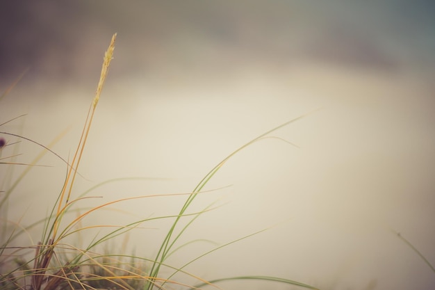 Foggy day on the beach