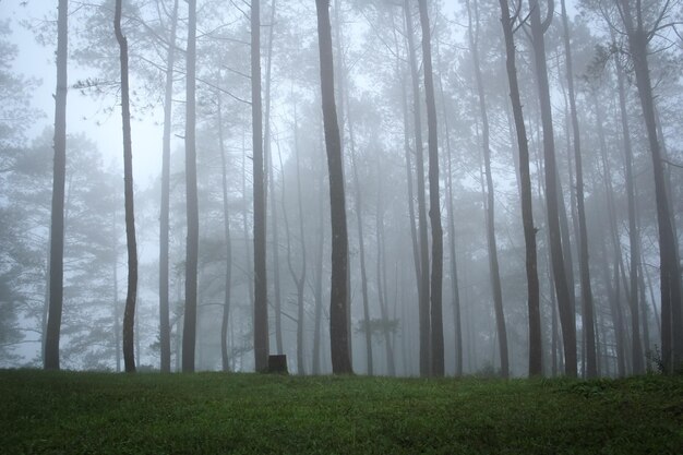 A Foggy day in forest