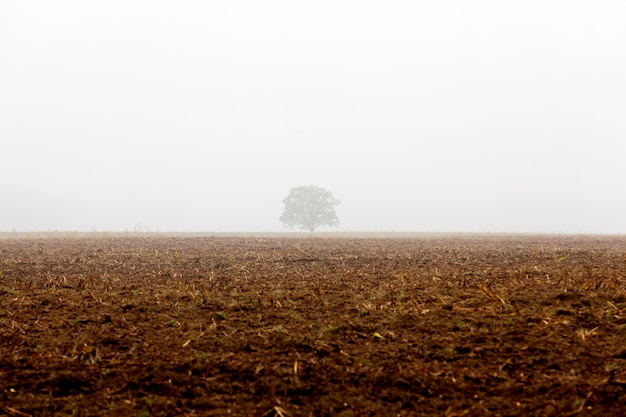 Foggy  day