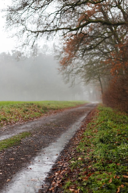 Foggy Dirt Road in a Field Landscape