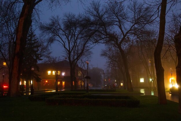 Photo foggy evening in the city park large trees with branches without leaves kremenchuk city in ukraine