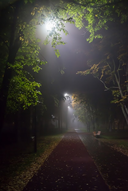 公園の霧の夜