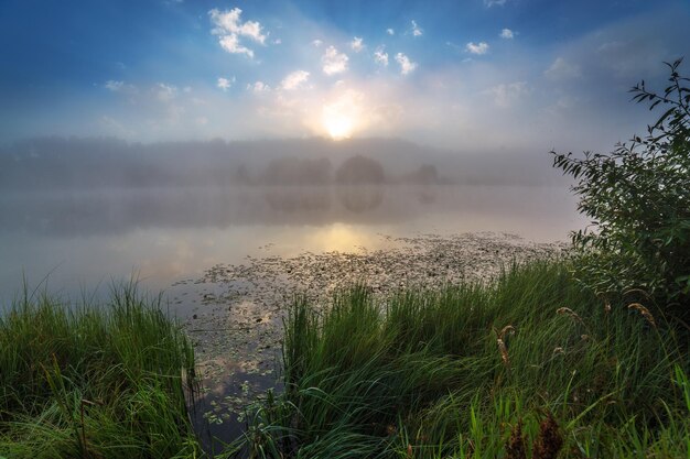 Foggy flatland riverside at summer sunrise with tall grass in foreground