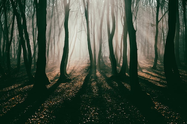 foggy forest in late autumn