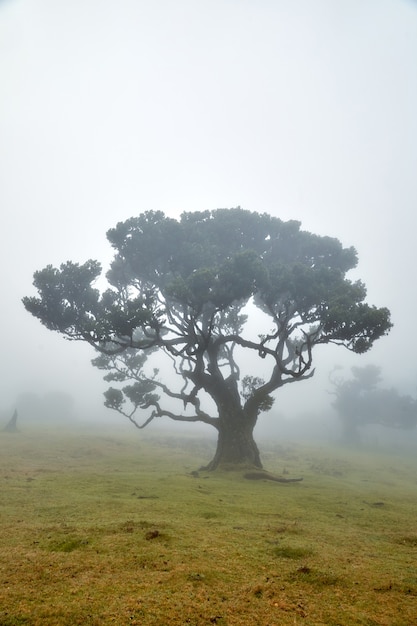 Foggy forest in Madeira, Portugal