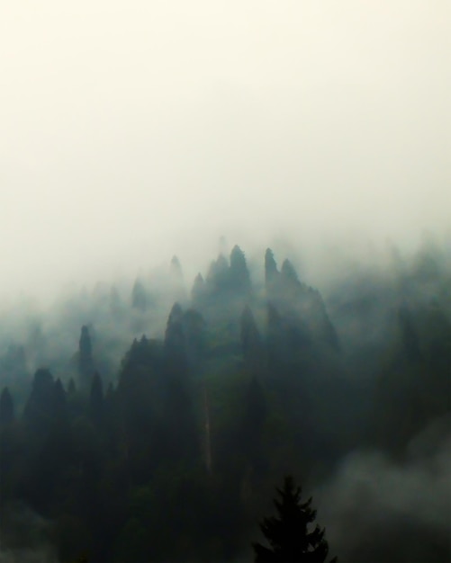 Photo foggy forest misty landscape on a mountain with fir forest in vintage retro style.