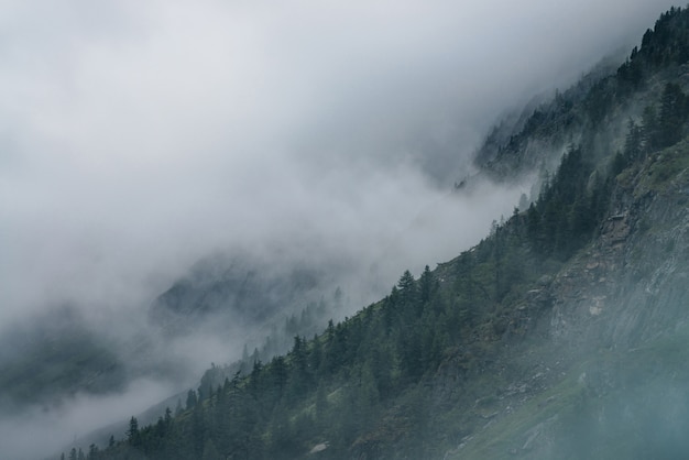 Foggy forest on rocks.