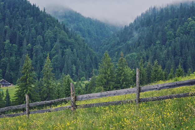 Foggy forest at sunrise in the Carpathian mountains