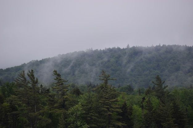 Туманные лесные деревья с горами