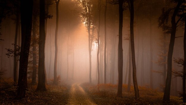 a foggy forest with a door in the background