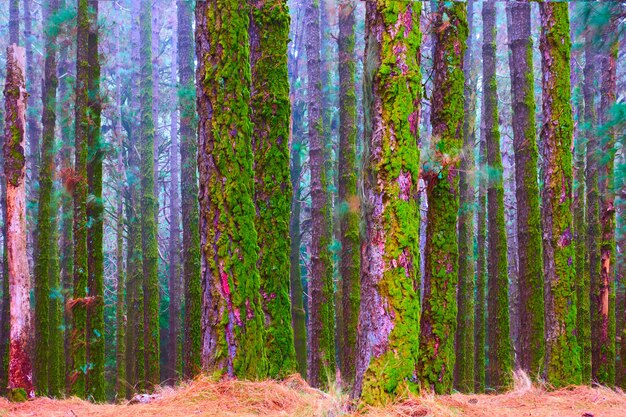 Foggy forest with mossy pines