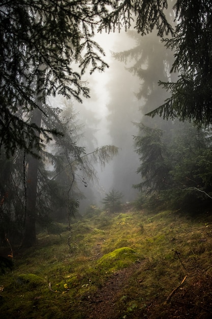 Foggy forest