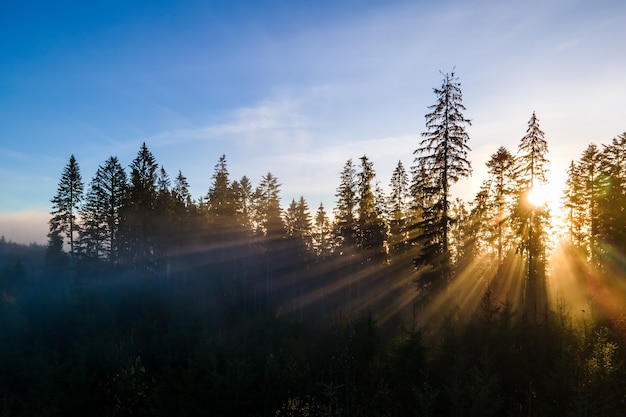 Foggy green pine forest with canopies of spruce trees and sunrise rays