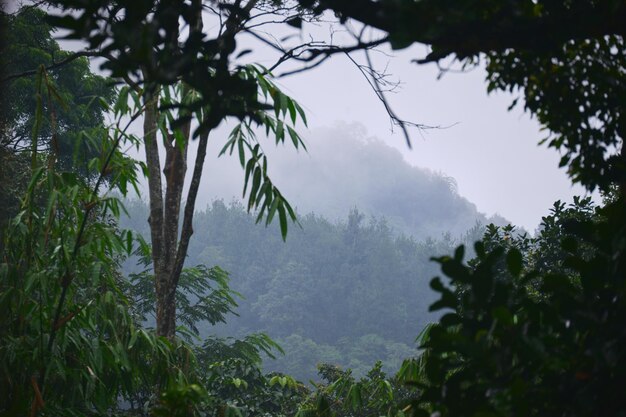 Photo foggy hills after heavy rain