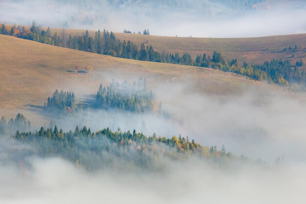 Foggy hills landscape with fir forest in Mountains valley autumn season