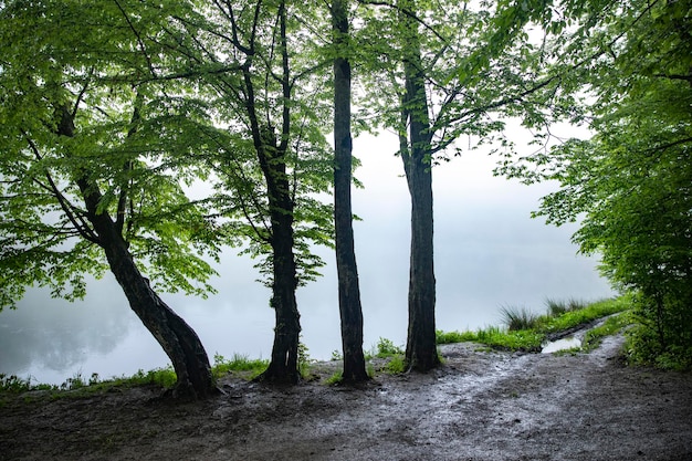 Foggy lake view with treesArmenia