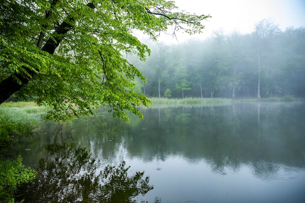 Туманный вид на озеро с деревьямиАрмения