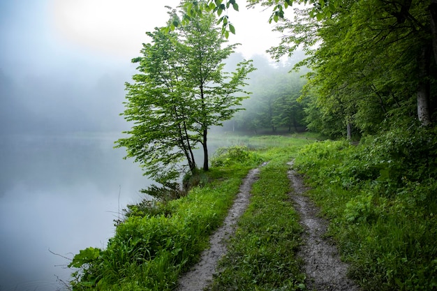 Vista lago nebbioso con alberiarmenia