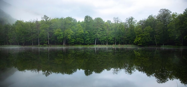 Foggy lake view with treesArmenia