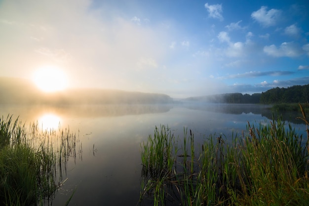 背の高い草と日の出の霧の湖畔