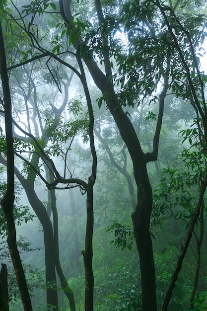 秋の霧の風景