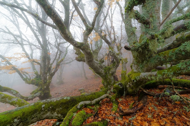 Foggy landscape in beech forest of a magical forest with enchanted beech trees and magical fairytale atmosphere.