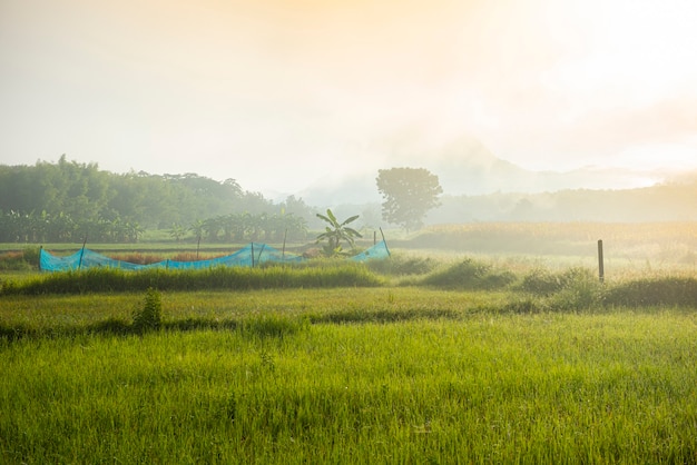 Photo foggy landscape on green field in the morning, nature misty beautiful in the sunny foggy view in agricultural farm asia
