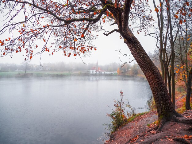 霧の風景。湖畔の大きな木と遠くの古城の晩秋の景色。ソフトフォーカス。ガッチナ。ロシア。