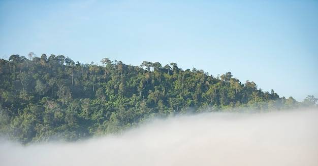 Foggy landscape mountains misty forest with tree in the moring winter nature - View of foggy