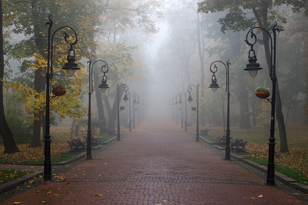 Foggy landscape in the park. City autumn park.