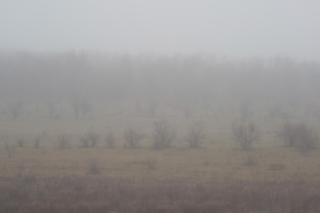 Foggy landscape with trees and bushes on the background of the forest