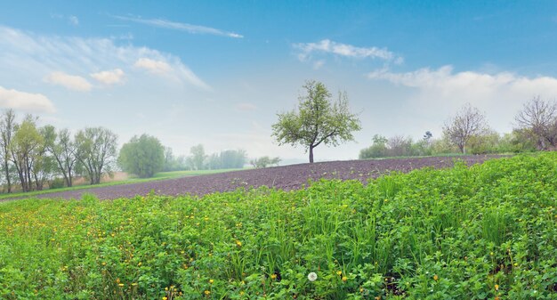 Foggy may morning rural panorama dewy grass in foreground and lonely tree behind