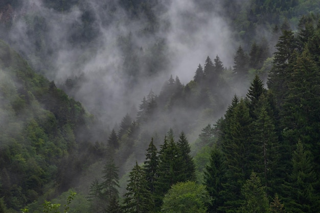 Foggy mixed forest