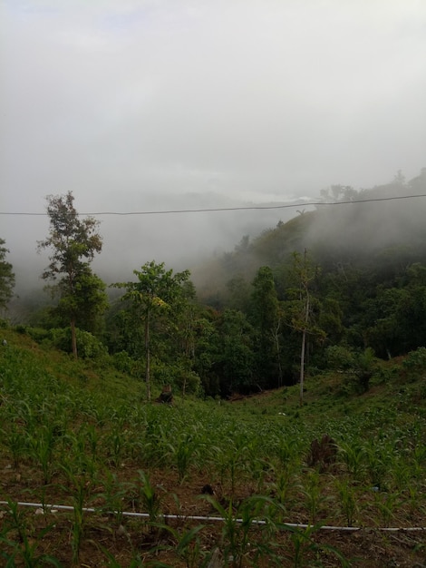 foggy morning atmosphere from the top of the hill