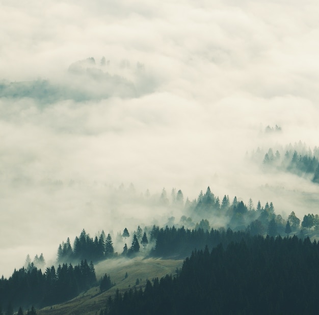 foggy morning in the autumn Carpathians